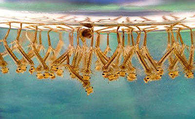 Larvae of Culex mosquitoes in standing water.  James Gathany/CC BY 2.5