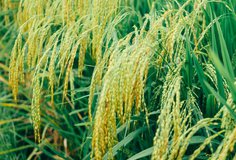 Rice is one of the major agricultural crops for Central Asia. Photo Credit: Pixabay