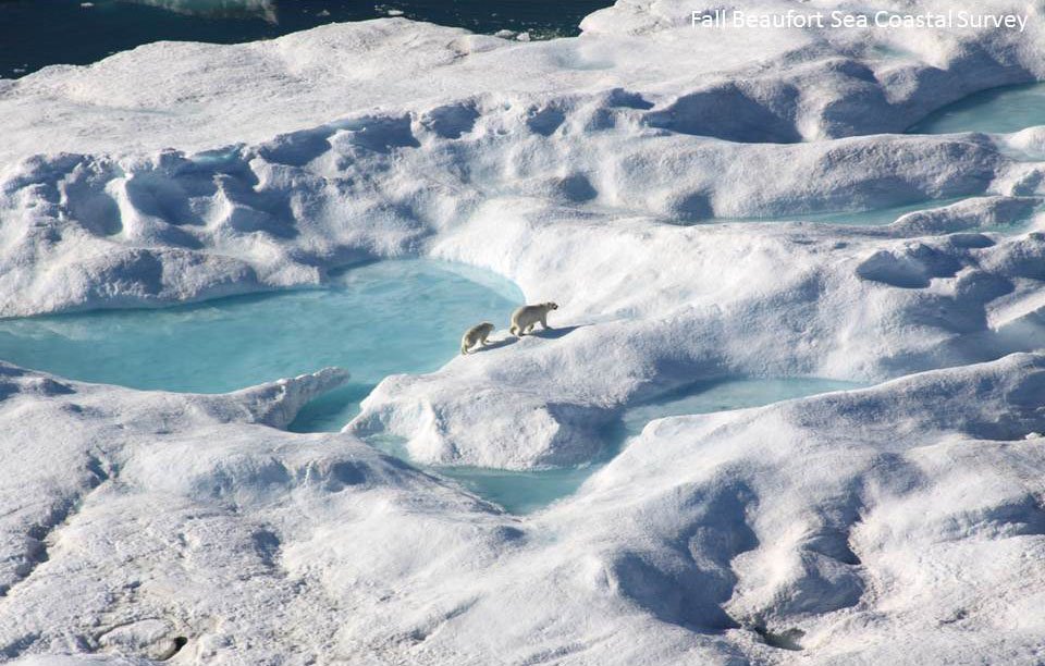 Polar bears walking across ice near the Beaufort Sea.